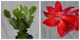 Big Red Christmas Cactus Well Rooted Starter Plant Schlumbergera Truncata - $39.99