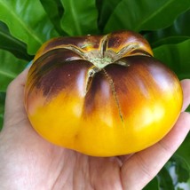 USA Seller Lucid Gem Beefsteak Tomato Vegetable Seeds - £14.72 GBP