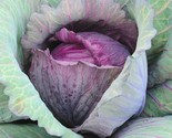 400 Seeds Red Acre Cabbage Seeds Heirloom Spring Fall Vegetable Garden P... - $8.99