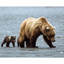 Mama &amp; Baby Grizzly Gloss Poster (3 Sizes Available) - $23.99+