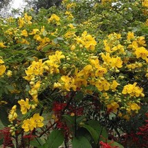 Golden Shower Tree Christmas Senna Bicapsularis Cassia Plant Small Roote... - £33.90 GBP