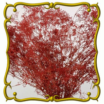 100 FRESH DEEP RED CARMINE BABY&#39;S BREATH SEEDS FREE USA SHIPPING - $2.30