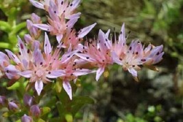 50+ Widow&#39;S Cross Pink Sedum Flower Seeds - £7.80 GBP