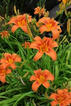 2+ Live Large Orange Daylily Plants Bulbs Clumps Strong Rooted - £6.38 GBP+