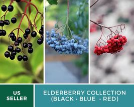 Elderberry Seed (50 American Black • 50 Red • 50 Blue) Medicinal &amp; Culinary - £37.44 GBP
