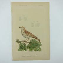 Bird Lithograph Print Wood Thrush on Tree Branch JW Elliot Massachusetts Antique - £15.74 GBP