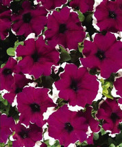 1 Petunia Seeds Candypops Burgundy Picotee 50 Pelleted Seeds Garden USA - £9.84 GBP