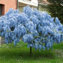 5 Blue Chinese Wisteria Flower Perennial Seeds #STL17 - $18.17