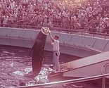 Lot of 8 Ektachrome Slides Marineland of the Pacific Bubbles&amp; Her Hat Wh... - $23.71