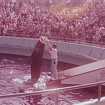 Lot of 8 Ektachrome Slides Marineland of the Pacific Bubbles&amp; Her Hat Whale Show - £18.99 GBP