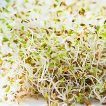 1500+ Alfalfa Sprouting Seeds    ORGANIC   - £5.51 GBP