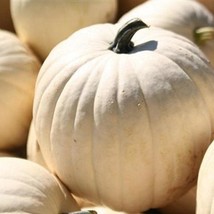 Lumina Pumpkin Seeds 25 White Pumpkin Seeds Fresh Garden - $15.95