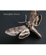  Sphinx Poecila Female Northern Apple Real Moth Framed Entomology Shadowbox - £47.15 GBP