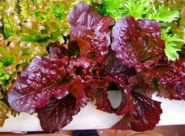 SEPTH 1000+ Red Salad Bowl Lettuce Seed Heirloom NON-GMO Fresh Seeds-SLO... - £3.65 GBP