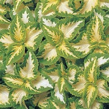 USA Seller Mpb#13 Pelleted Coleus Seeds Wizard Jade 50 Thru 500 Pelleted... - £39.05 GBP