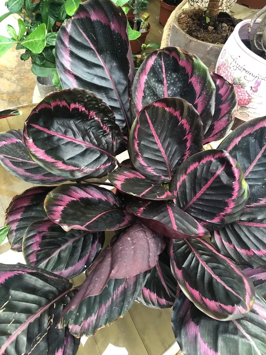 Edgy Pink Calathea Couture Flower Indoor or Outdoor Beautiful Plant 25+ ... - £9.20 GBP