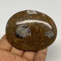 76.3g, 3&quot;x2.4&quot;x0.5&quot;, Goniatite (Button) Ammonite Polished Fossils, B30107 - £6.39 GBP