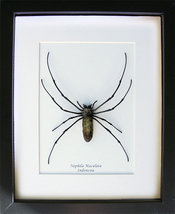 Golden Orb Weaver Real Spider Nephila Maculata Entomology Collectible Shadowbox - $78.99