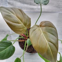 AWS Philodendron Summer Glory, Philodendron Gloriosum Hybrid houseplant ... - $41.99