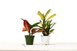 Croton Plant Variety Pack, 4-Inch Pots, Includes Care Guide - $791.67 MXN
