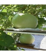 Seeds Giant Bushel Gourd Seeds Fruit up to 100 lbs For Basket Arts&amp;Craft... - £4.28 GBP