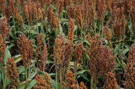 100 Wild Game Food Plot Sorghum Aka Milo Deer Game Bird Bicolor Seeds Combs H Fr - $14.60