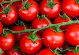 500 Seeds Tomato Sweet Large Cherry Tomato Heirloom Organic NON GMO - £18.85 GBP