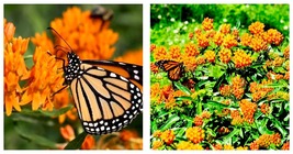 200 Seeds! MILKWEED Asclepias ORANGE Monarch Butterfly Host Plant Perennial  - £19.47 GBP