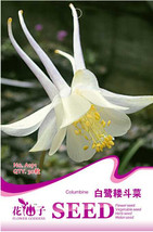 RJ Perennial White Columbine Seeds, Original Pack, 50 Seeds / Pack, Outndoor Hum - £4.07 GBP