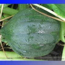 PWO Fresh Sweet Reba Acorn Cucurbita Pepo Square Vegetable Organic Seeds, Profes - $1.72