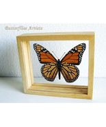 Real Butterfly Monarch Danaus Plexippus Framed Entomology Double Glass Display - $69.99