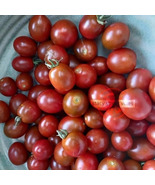 30 Black Chery Tomato Seeds High Yield Super Sweet - $1.99