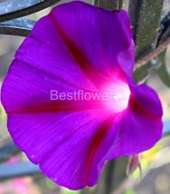 A Beautiful Morning Glory - 8x10 Unframed Photograph - $323.54 MXN