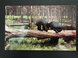 1950&#39;s - 1970&#39;s Postcards - Greetings from Allegany State Park  - £2.88 GBP