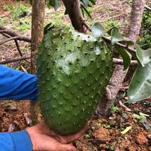 Big soursop (ANNONA MURICATA) tropical live fruit tree 2’-3’ tall - £94.39 GBP