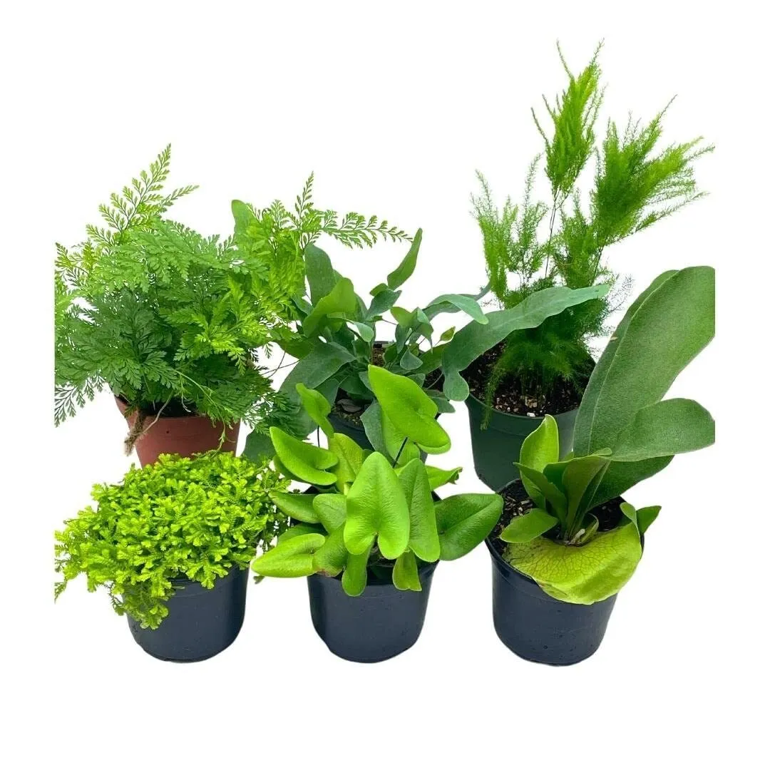 Fern Assortment Set 4 in pots Staghorn Asparagus Club Moss Staghorn Hear - £64.03 GBP