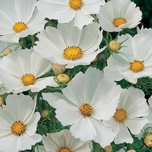 Cosmos Purity 100 Ct White Flower Butterflies Fresh Seeds - £9.62 GBP