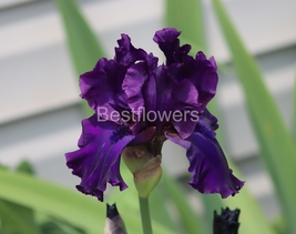 A Beautiful Dark Purple Iris - 8x10 Unframed Photograph - $17.50