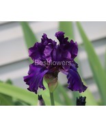 A Beautiful Dark Purple Iris - 8x10 Unframed Photograph - $24.21 CAD