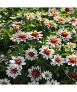 100+ Zahara Starlight Rose Zinnia Seeds – Bright, Easy-to-Grow Blooms - $23.13 CAD