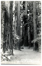 Zan-29 Cathedral Grove Muir Woods National Monument California RPPC Postcard - £8.86 GBP