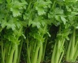 250 Seeds Tall Utah Celery Seeds Non-Gmo Fresh Garden Seeds Grown Heirloom - £7.22 GBP