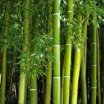 Bambusa Arundinacea Seeds - Exotic Bamboo Garden Planting Options, Choose 30/120 - £6.79 GBP