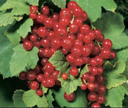 2 year old Red Lake Currant Plant dormant well rooted starter plant 12-18” tall - £35.97 GBP
