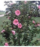 50 Heirloom Rose of sharon shrubs{Hibiscus } seeds - €3,49 EUR