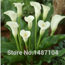 50Pcs Cream White Calla Lily Seeds Zantedeschia Aethiopica New Fresh Seeds USA - $12.88