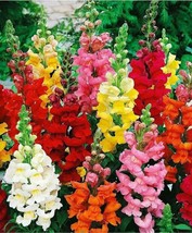 PS Snapdragon Flowers Seeds Tall Mixed Colors Garden Rust Resistant Annu... - $166.68 MXN