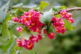SML Spindle Tree Seeds For Planting 10 Seeds Euonymus Latifolius Bulk Seeds - $332.05 MXN