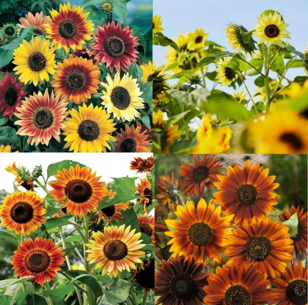 Sunflowers Landscaper&#39;S Pack Bulk Tall Branching Sunflowers Viable 250 Seeds Fre - £11.02 GBP