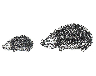 Unmounted Rubber Stamp Set: Hedgehogs (2 stamps) - $3.00